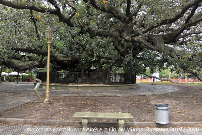 Per la maggior parte degli abitanti di Buenos Aires il “Gomero de la Recoleta” è l'albero più antico della città. Si trova nello spazio davanti la Basilica del Pilar e l'ingresso al famoso cimitero di Recoleta vicino a Plaza Francia. Alcuni dei suoi rami superano i trenta metri e sono sostenuti da apposite strutture in metallo nonché da una possente statua.