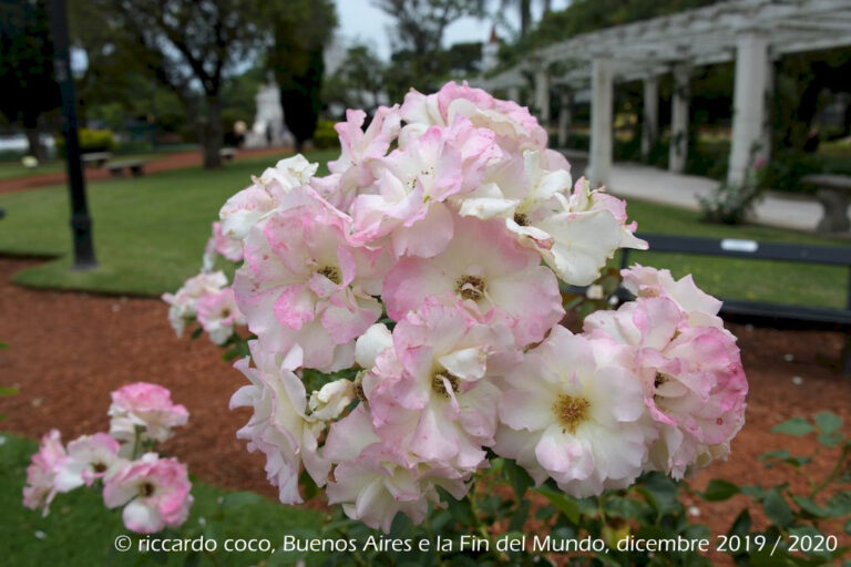 Il Rosedal de Palermo, chiamato anche “Paseo del Rosedal”, è un parco tradizionale situato nel Barrio Palermo. È stato dichiarato Patrimonio Culturale della Città di Buenos Aires.