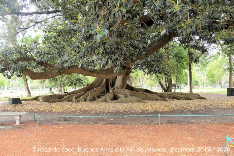 Il Rosedal de Palermo, chiamato anche “Paseo del Rosedal”, è un parco tradizionale situato nel Barrio Palermo. È stato dichiarato Patrimonio Culturale della Città di Buenos Aires.