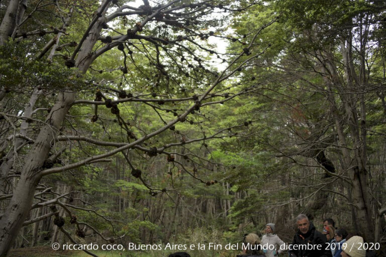 Passeggiata all’interno del bosco della baia Wulaia che ospita diverse specie di piante autoctone di questa regione, con fantastici paesaggi !!!