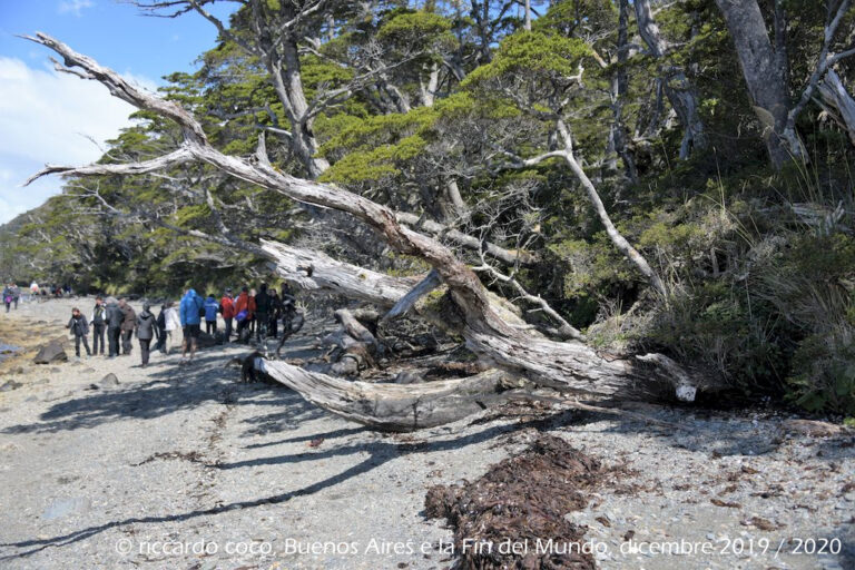 Diretti al ghiacciaio Aguila passeggiando lungo la riva della laguna formatasi con lo scioglimento del ghiaccio e la foresta pluviale