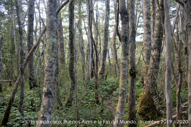 Diretti al ghiacciaio Aguila passeggiando lungo la riva della laguna formatasi con lo scioglimento del ghiaccio e la foresta pluviale