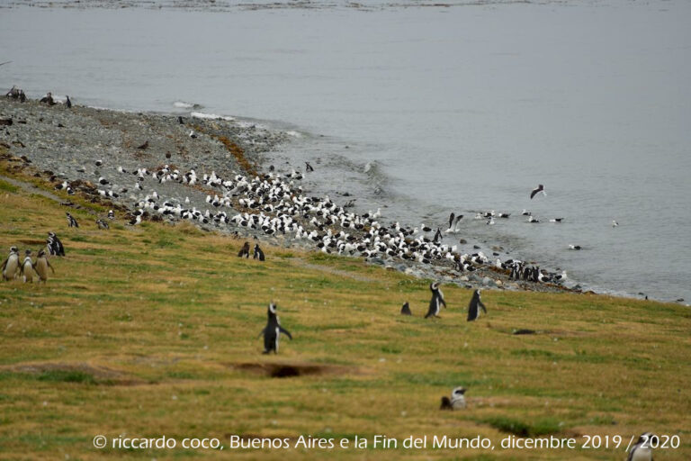 I gabbiani dell’isola Magdalena