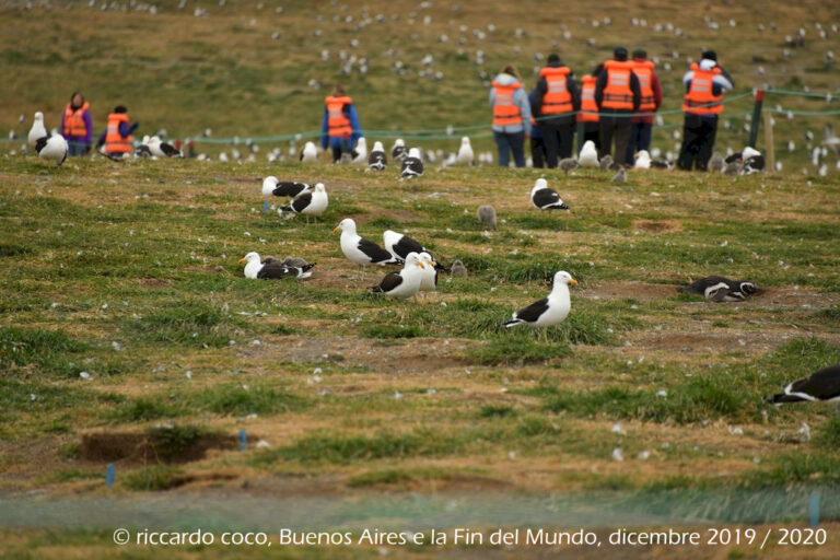 I gabbiani dell’isola Magdalena